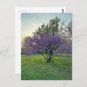 紫の木はがき ポストカード (正面/裏面)