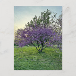 紫の木はがき ポストカード