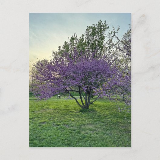 紫の木はがき ポストカード (正面)