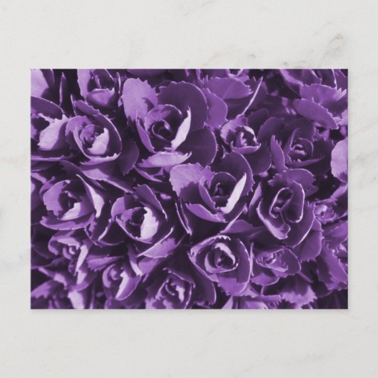 紫の栄光 ポストカード (正面)