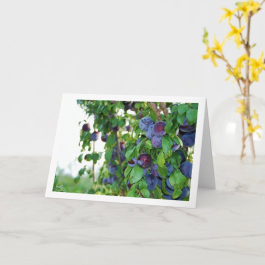 紫の梅の木 カード (黄色い花)