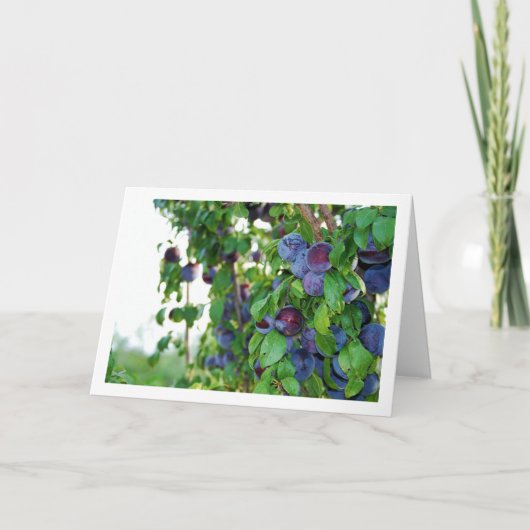 紫の梅の木 カード (正面)