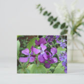 紫の正直さの花 ポストカード (スタンド正面)