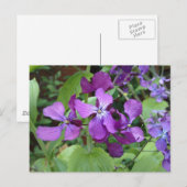 紫の正直さの花 ポストカード (正面/裏面)