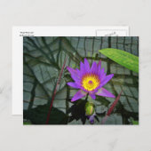 紫の熱帯水ゆりのポストカード ポストカード (正面/裏面)