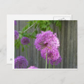 紫の牡丹 ポストカード (正面/裏面)