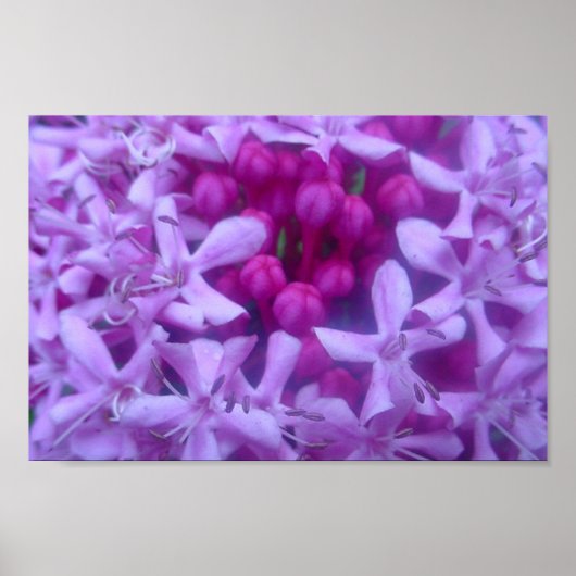 紫の球 ポスター (正面)