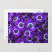 紫の白シナラリア ポストカード (正面/裏面)