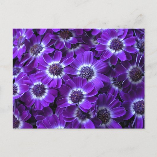 紫の白シナラリア ポストカード (正面)