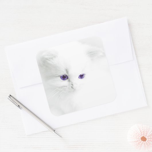 紫の目を持つ柔らかい白い子猫 スクエアシール (封筒)