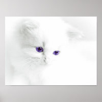 紫の目を持つ柔らかい白い子猫