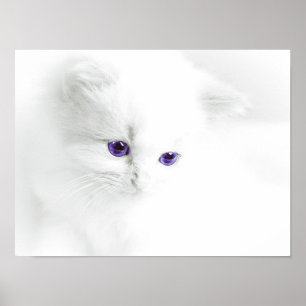 紫の目を持つ柔らかい白い子猫 ポスター