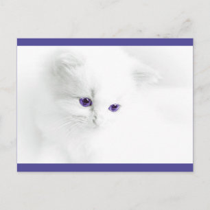 紫の目を持つ柔らかい白い子猫 ポストカード