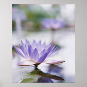 紫の睡蓮の花が咲き乱れる ポスター