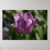 紫の瞬間 ポスター (正面)