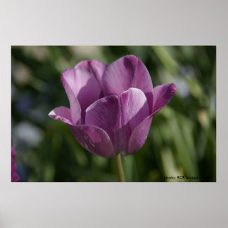 紫の瞬間 ポスター