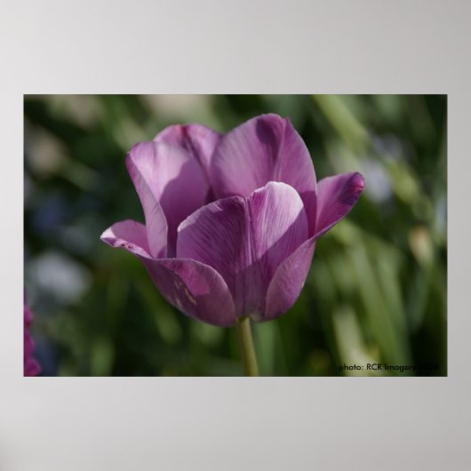 紫の瞬間 ポスター (正面)