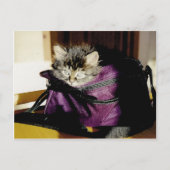紫の考える財布に目覚めた子猫 ポストカード (正面)