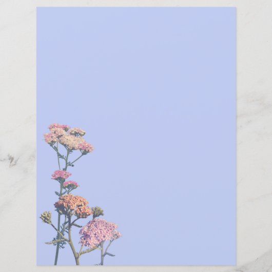 紫の背景にピンクのヤロー (正面)