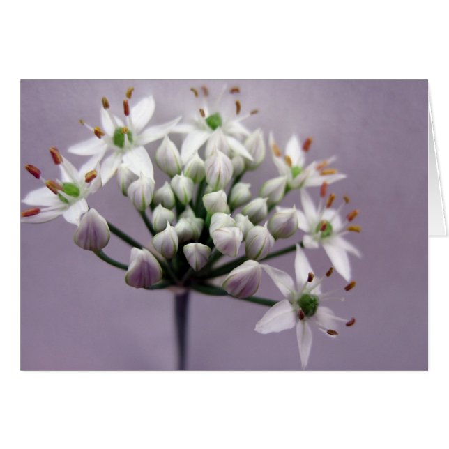 紫の背景に白いニンニクのチャイブの花 (正面横)