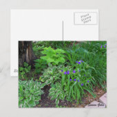 紫の花があるホスタの庭のポストカード ポストカード (正面/裏面)