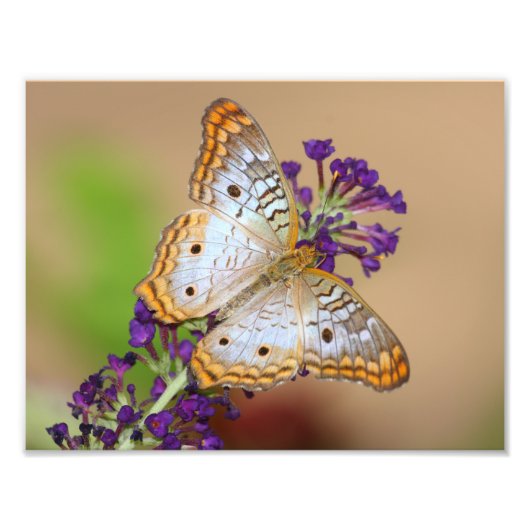 紫の花に白い孔雀の蝶 フォトプリント            (正面)