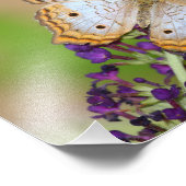 紫の花に白い孔雀の蝶 フォトプリント            (角)