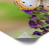 紫の花に白い孔雀の蝶 ポスター (角)