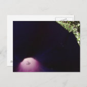 紫の花のはがき ポストカード (正面/裏面)