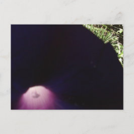 紫の花のはがき ポストカード