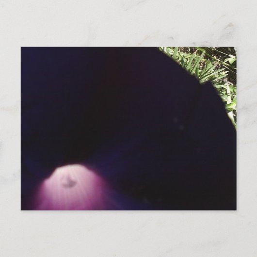 紫の花のはがき ポストカード (正面)