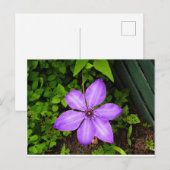 紫の花のポストカード ポストカード (正面/裏面)