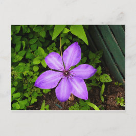 紫の花のポストカード ポストカード