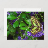 紫の花の上のマラカイトの蝶 ポストカード (正面/裏面)