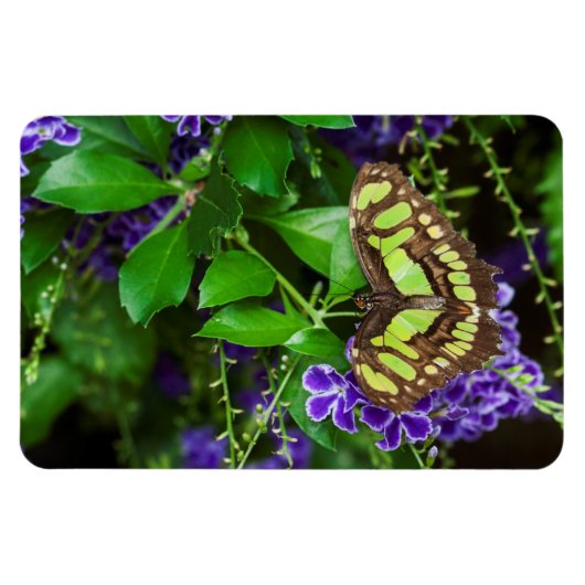 紫の花の上のマラカイトの蝶 マグネット (横)