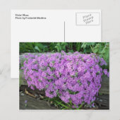 紫の花の塊 ポストカード (正面/裏面)