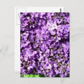 紫の花の茂み ポストカード (正面/裏面)