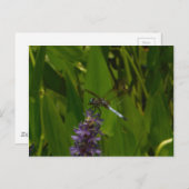紫の花の青いトンボ ポストカード (正面/裏面)