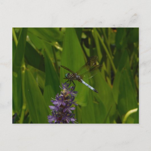 紫の花の青いトンボ ポストカード (正面)