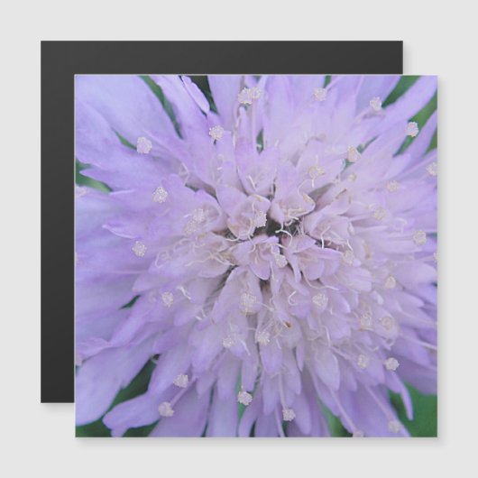 紫の花 (正面/裏面)