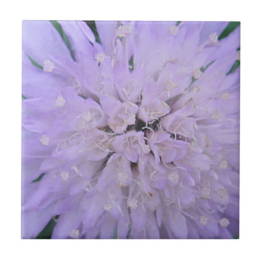 紫の花 タイル (正面)