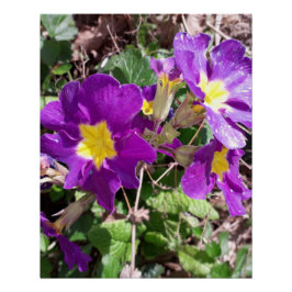 紫の花 ポスター