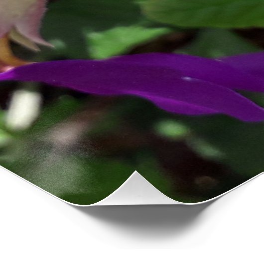 紫の花 ポスター (コーナー)