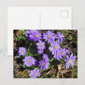 紫の花 ポストカード (正面/裏面)