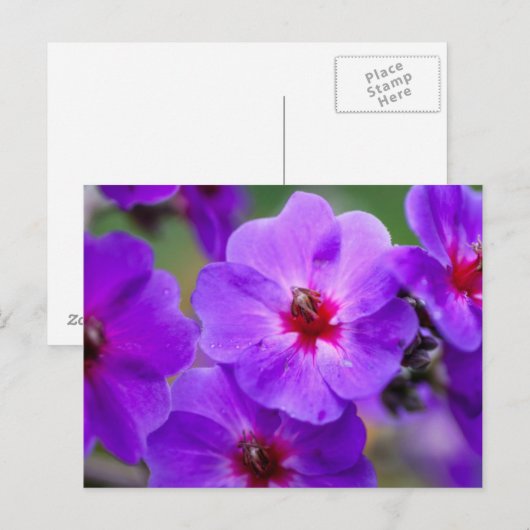 紫の花 ポストカード (正面/裏面)