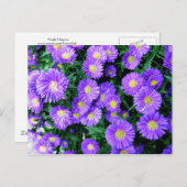 紫の花 ポストカード (正面/裏面)