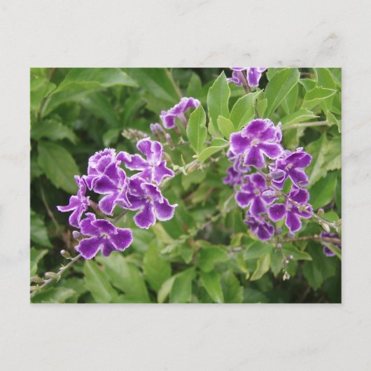 紫の花 ポストカード (正面)