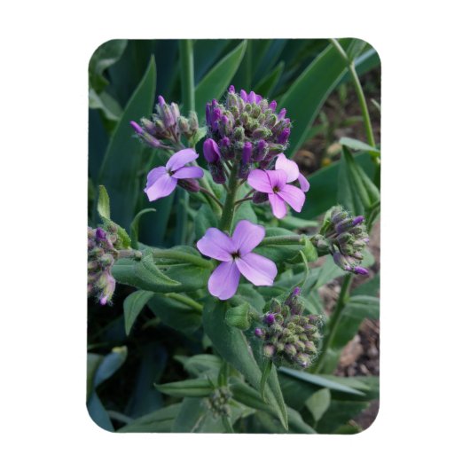 紫の花 マグネット (縦)