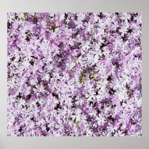 紫の花, 夏の清新な背景 ポスター