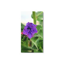 紫の花 春の植物コレクション